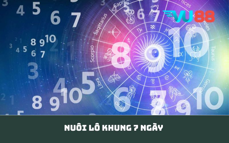 Nuôi lô khung 7 ngày