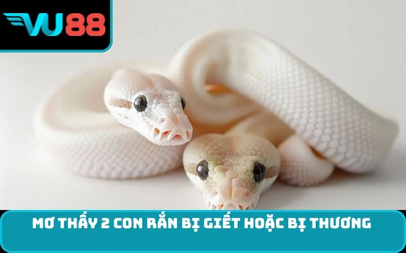 Mơ thấy 2 con rắn bị giết hoặc bị thương