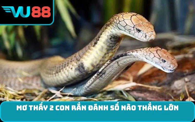 Mơ thấy 2 con rắn đánh số nào thắng lớn