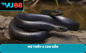 Mơ thấy 2 con rắn