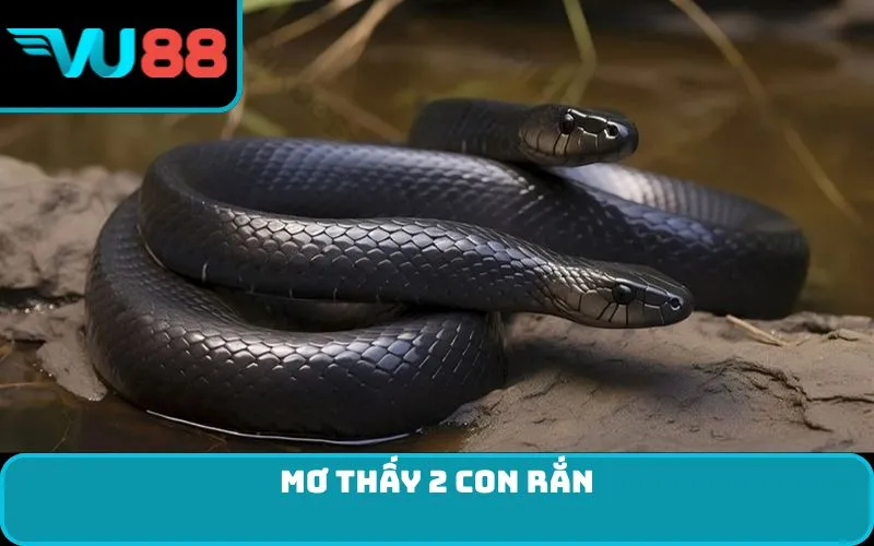 Mơ thấy 2 con rắn